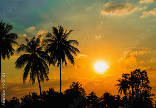 Silhouetted of coconut tree sunset © Aaom50