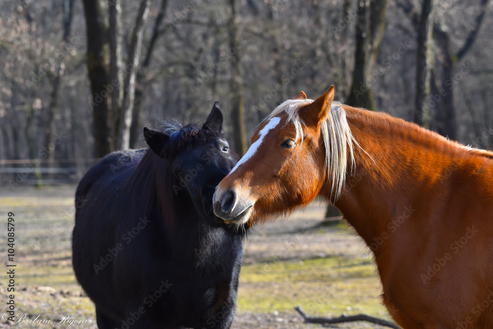 due cavalli sul prato