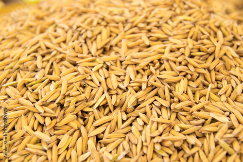 Close up Yellow rice seed nature background texture