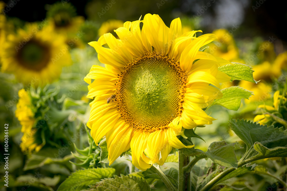 Fototapeta premium Beautiful sunflower and bee in garden farm