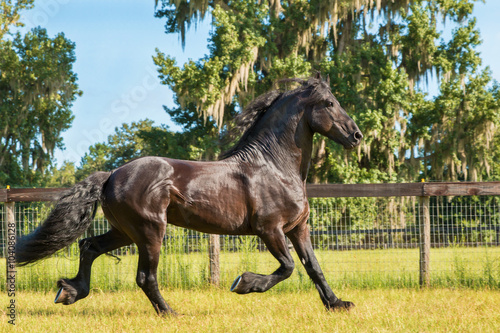 Brown black frisian   friesian horse trotting running moving slowly doing dressage in a field meadow paddock pasture looking graceful elegant beautiful handsome dashing dapper