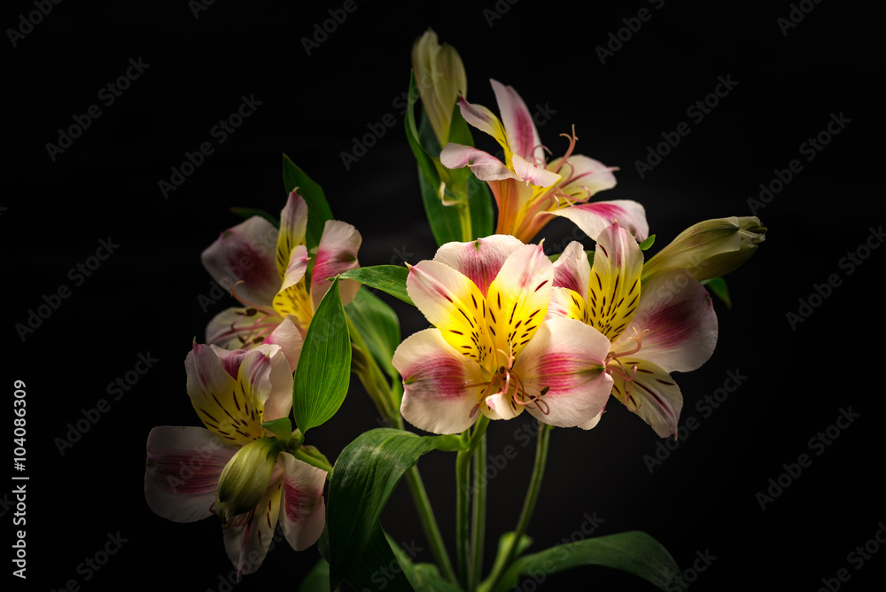 Fototapeta premium Alstroemeria, close-up, macro.