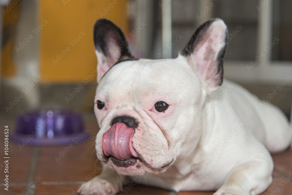 Front side French bulldog looks smart Front side French bulldog looks smart