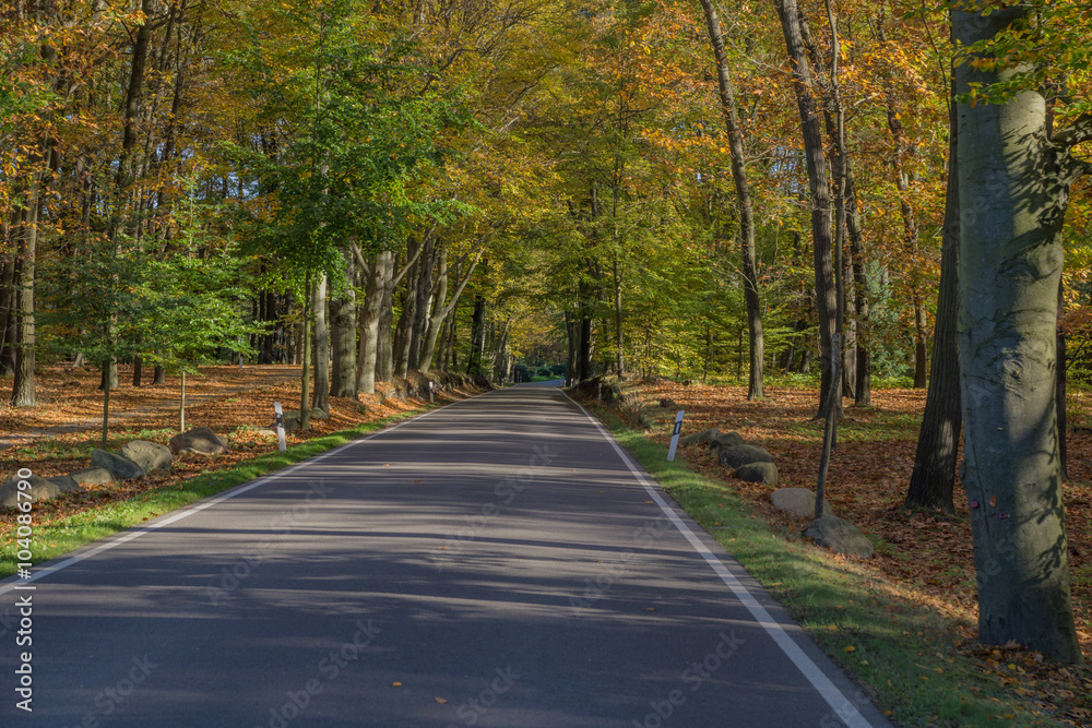 Straße durch den Wald