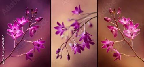 Obraz Miniaturowe storczyki - tryptyk