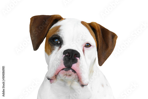 Photography Isolated white and brown boxer canine dog face head with black eye patch and nos