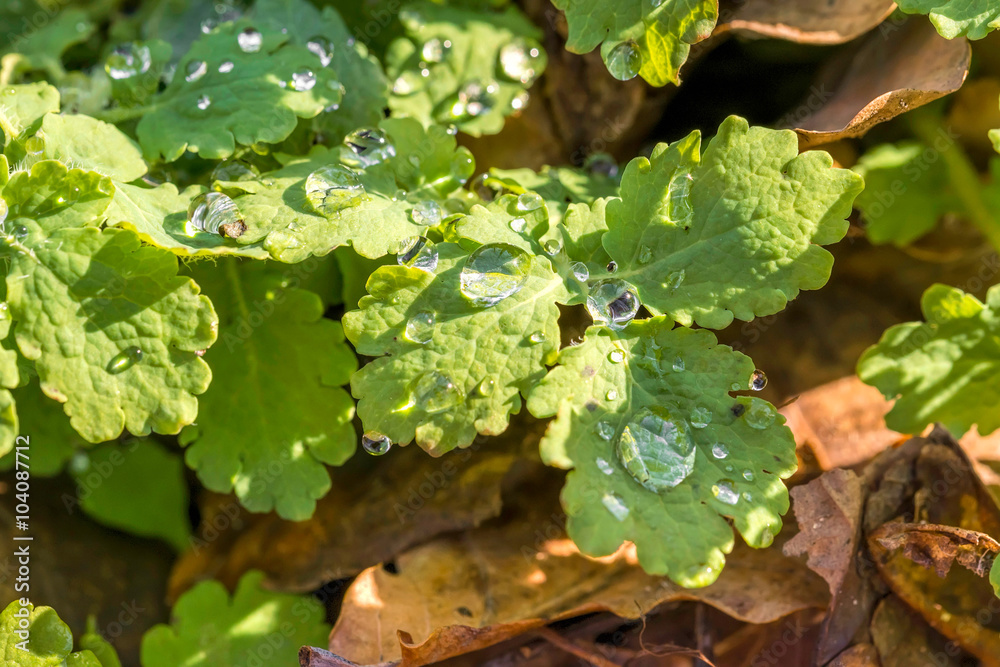 Chelidonium Majus, Also Called Greater Celandine with Drops Chelidonium Majus, Also Called Greater Celandine with Drops