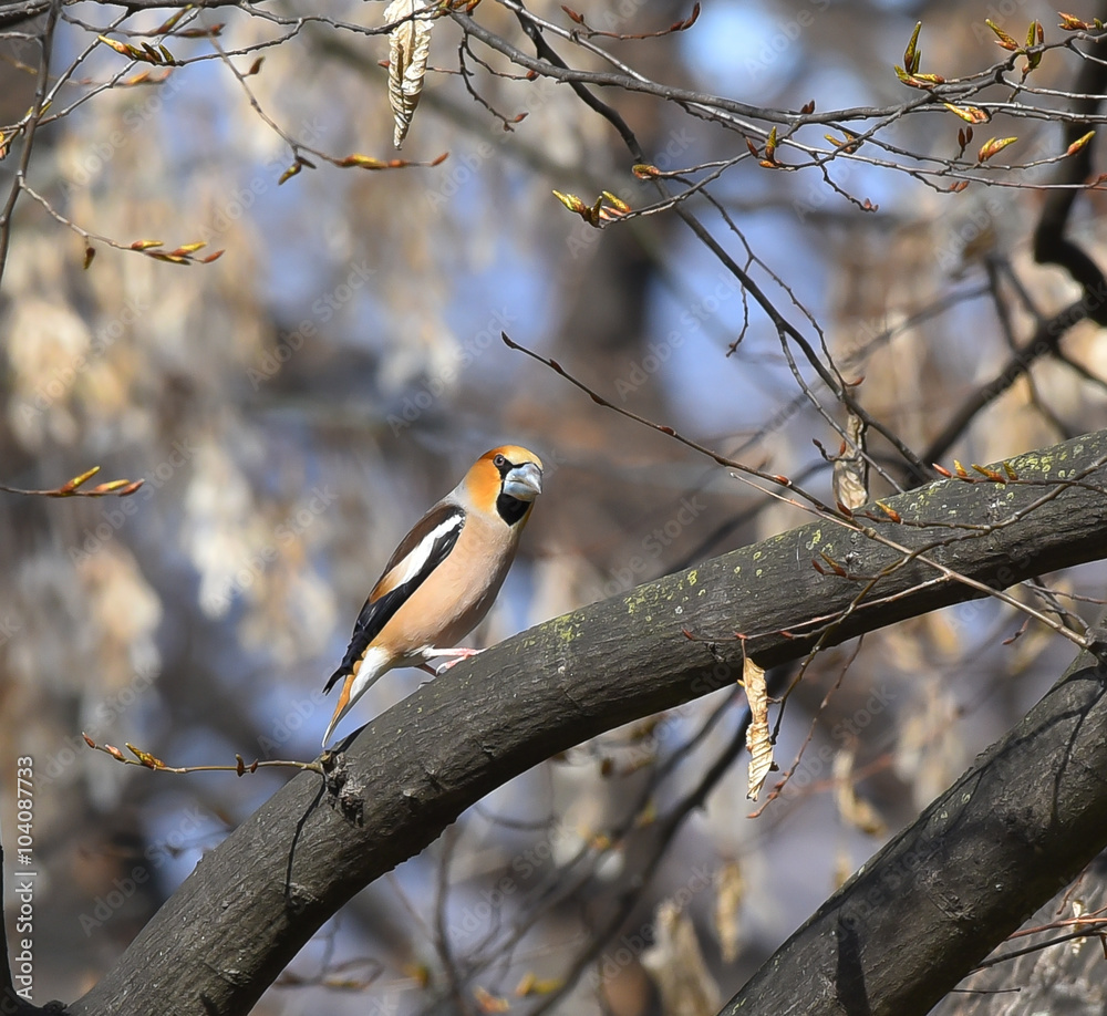 Fototapeta premium Frosone sul ramo nel bosco