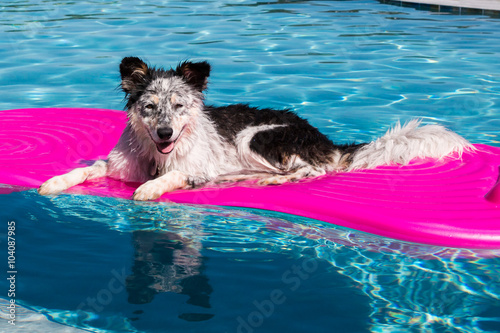 Border Collie Australian Shepherd mix dog canine laying lying on a pink inflatable float in a blue swimming pool looking relaxed happy goofy funny cute hot adventurous ready for summer