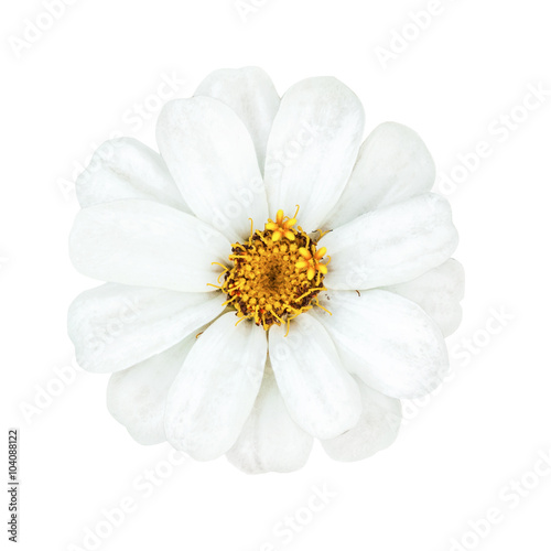 Fotótapéta Daisies flower head with yellow stamens isolated on white background