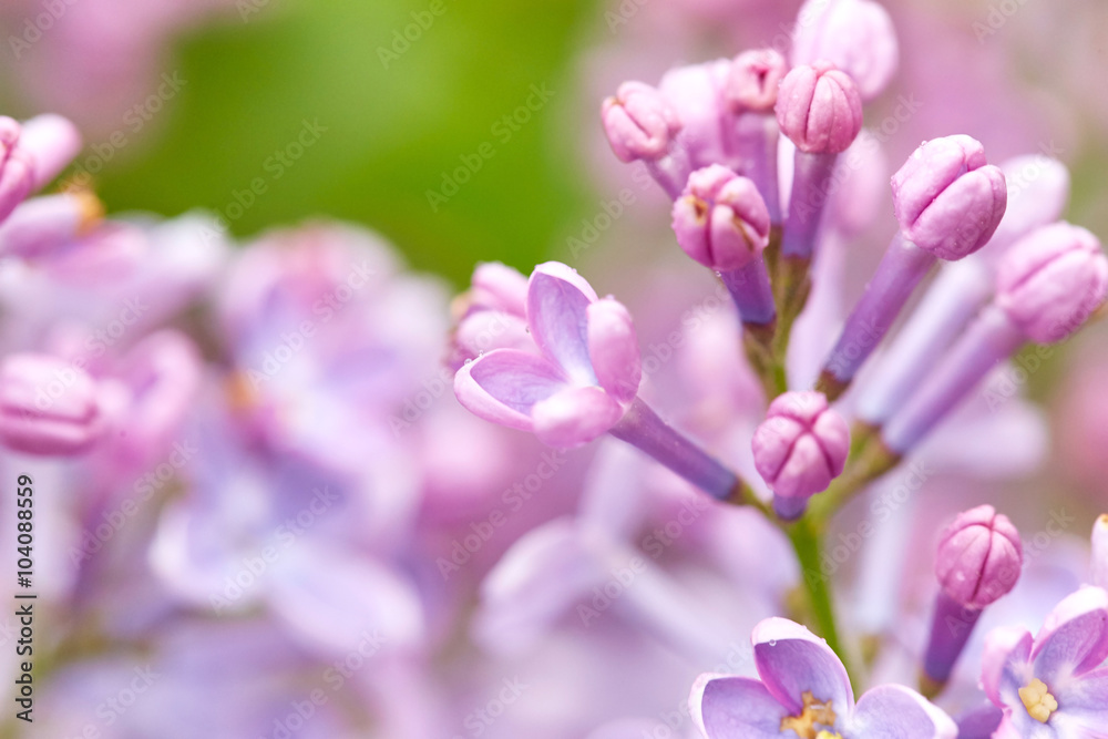 Fototapeta premium Nature background