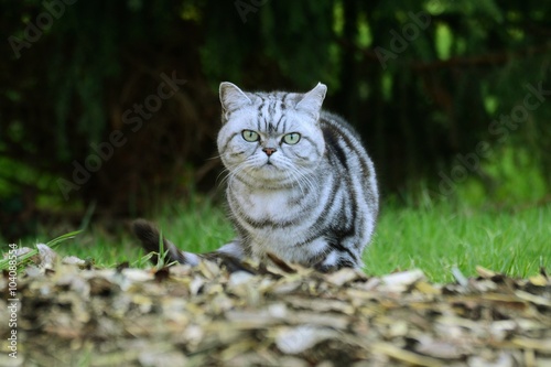 silberne Britisch Kurzhaar Katze © mfotohaus