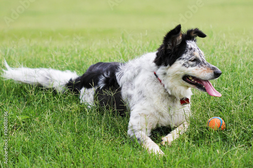 Border collie Australian shepherd dog lying down in a green grass field meadow park with a ball panting looking alert happy playful expectant