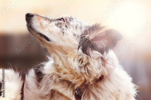 Border collie Australian shepherd dog canine pet looking hopeful happy excited alert with a sun flare vintage filter stylized atmosphere