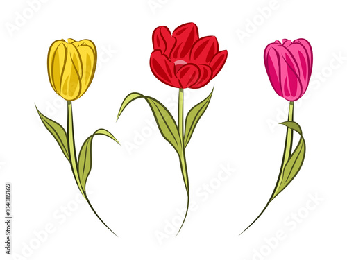 spring tulips