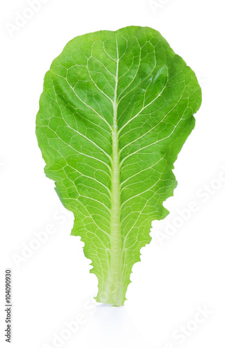 Fresh Cos Lettuce leaf Isolated on White Background.