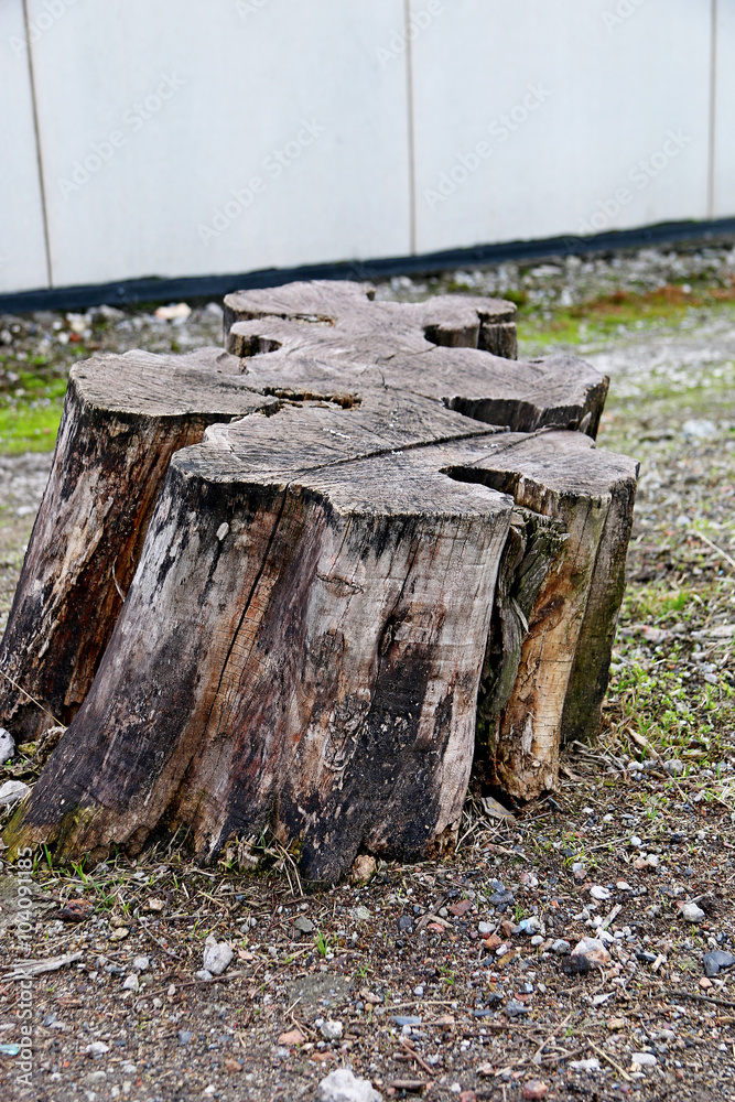 Obraz premium старый пень и коряга засохшая