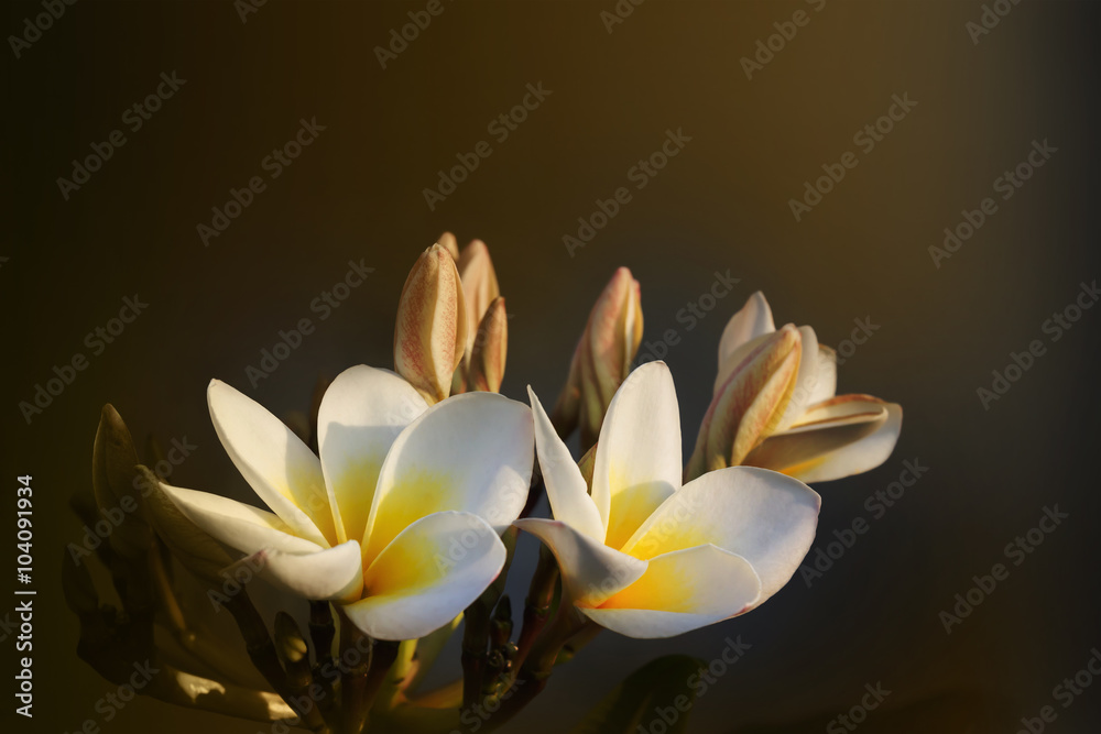 Vintage retro colour frangipani yellow white flower