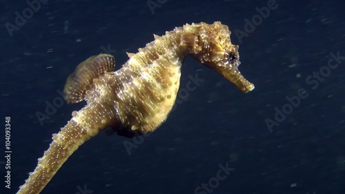 Sea horse slowly swims in the water column, close-up.
 photo