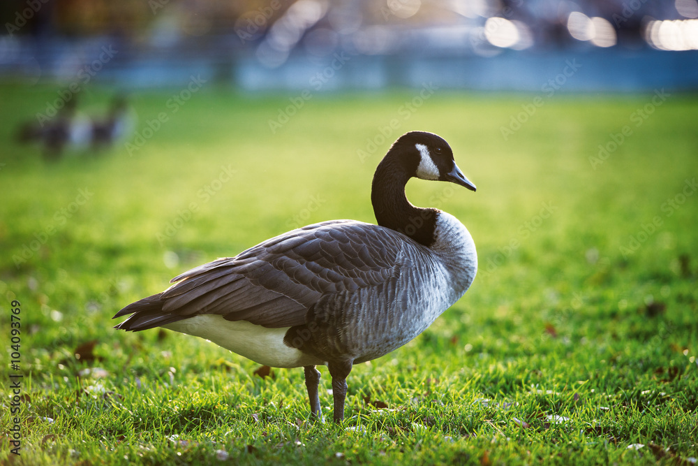 One grey and white goose on a farm field walking on green grass.