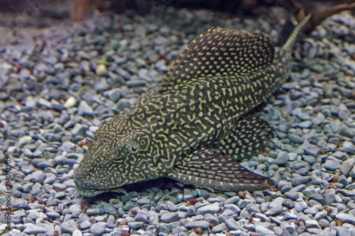 Fotografija Closeup  of a tropical redtail catfish, Phractocephalus hemioliopterus, swimming in an aquarium