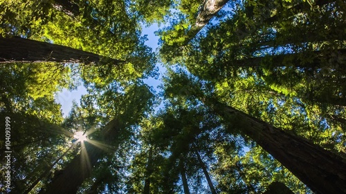 Northern California Redwoods - A wide angle motion control real time shot looking up at giant California red wood trees.