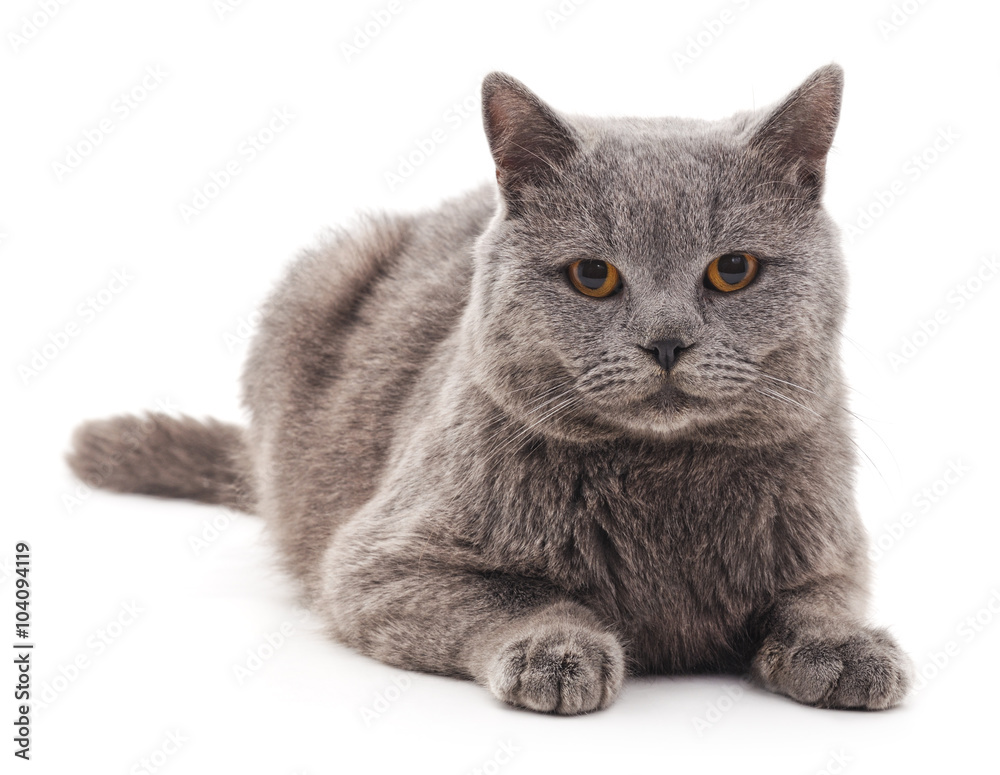 Grey cat.