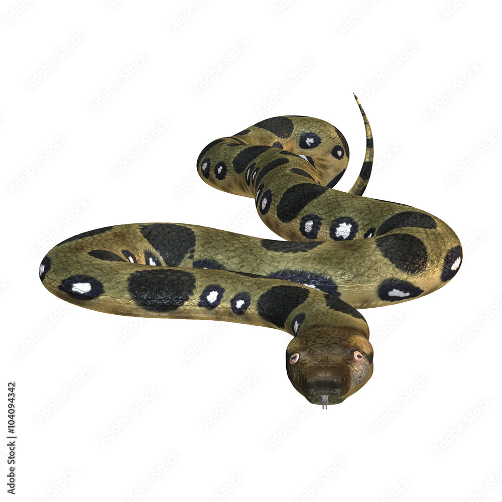 Fototapeta premium Green Anaconda on White