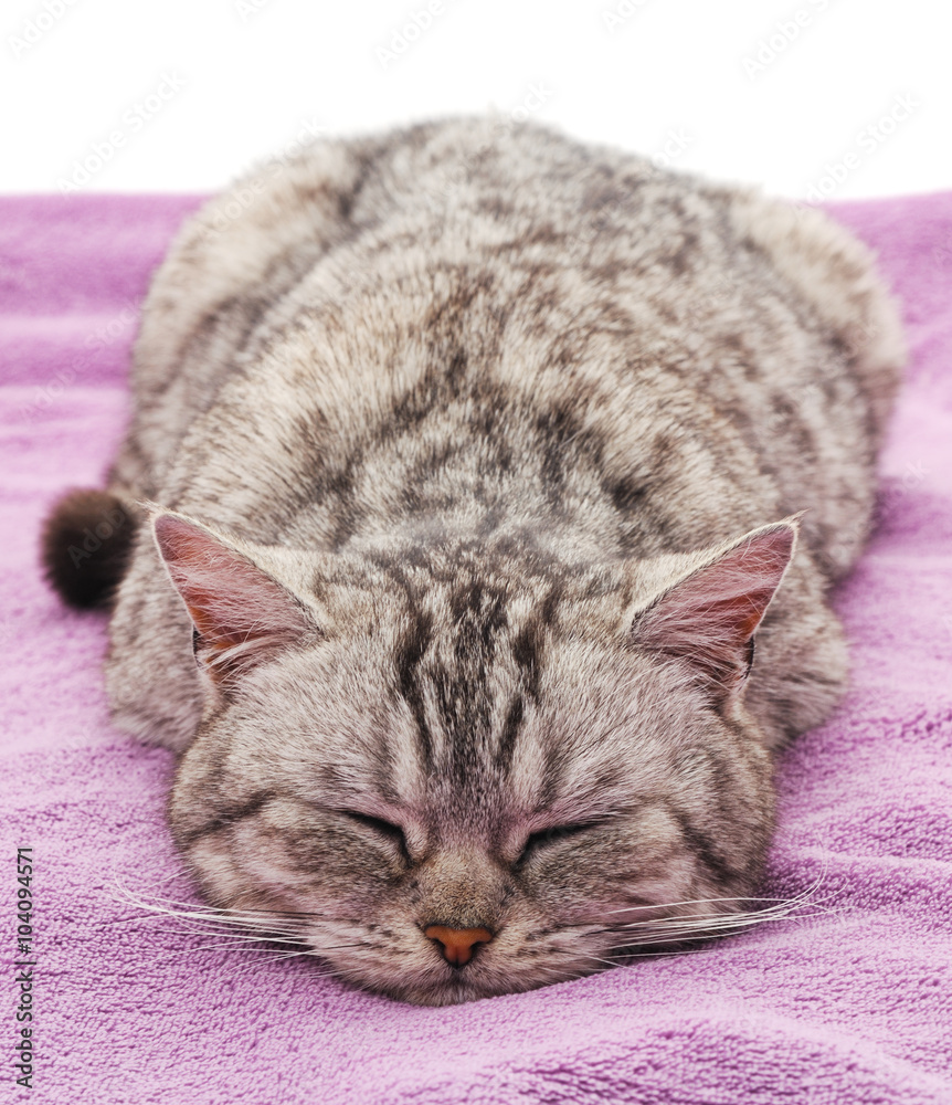 Sleeping cat on purple towel.