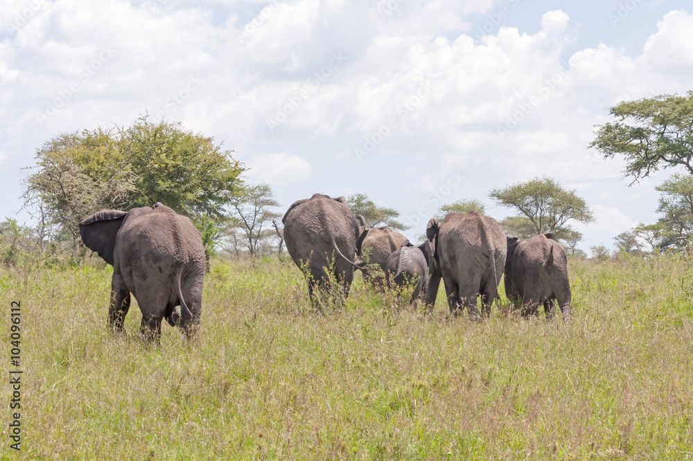 Elephant herd with calf go away in savanna. Serengeti National Park, Great Rift Valley, Tanzania, Africa.
Elephant herd with calf go away in savanna. Serengeti National Park, Great Rift Valley, Tanzania, Africa.