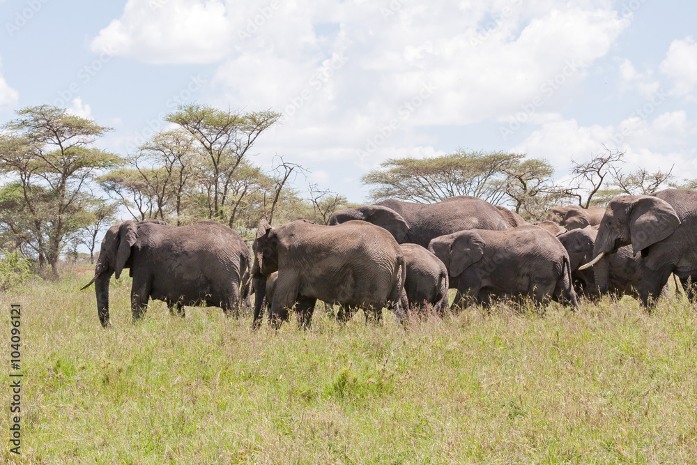 Elephant herd go in profile on savanna against cloudy sky background. Serengeti National Park, Great Rift Valley, Tanzania, Africa. 
