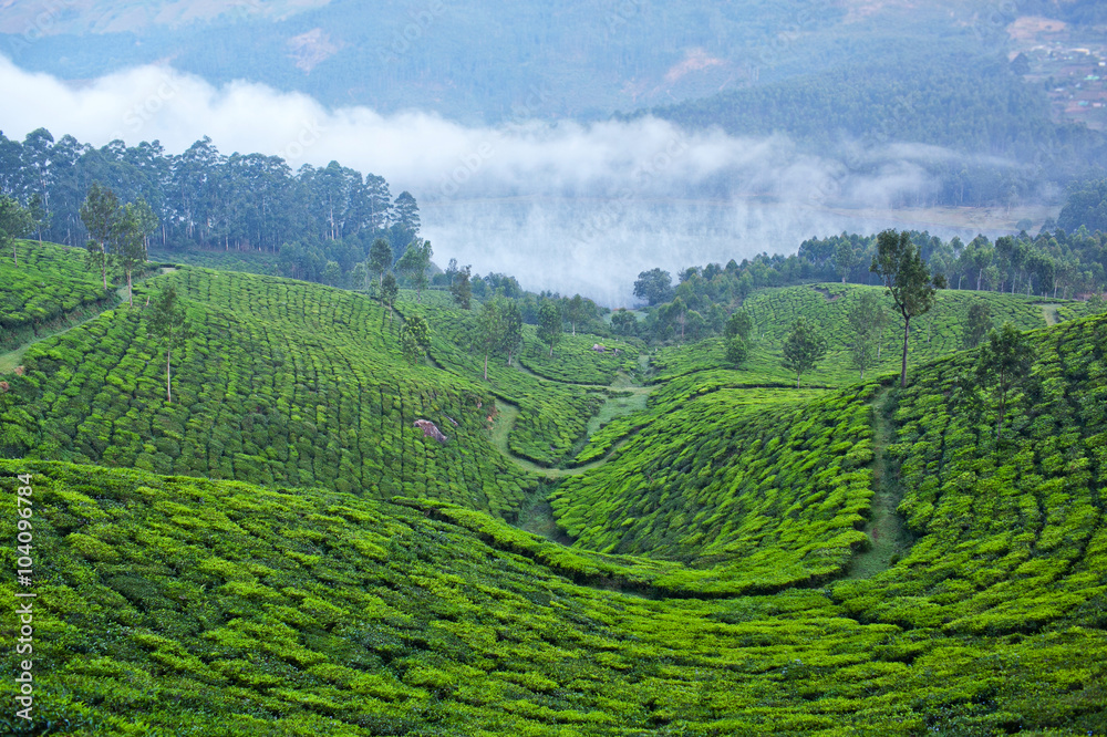 Tea plantations in Munnar, Kerala State, South India