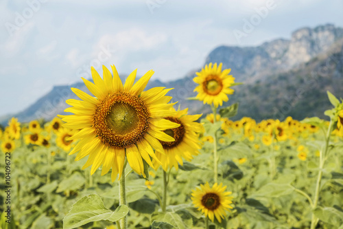 Sunflower field © thaporn942
