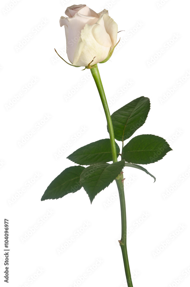 Fototapeta premium beautiful single white rose on a white background