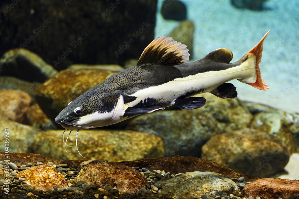 Catfish with red fins and tail, diving, sheatfish with long whiskers, white  and black pattern on body swims near overgrown stones, underwater wildlife,  Phractocephalus hemioliopterus Stock Photo