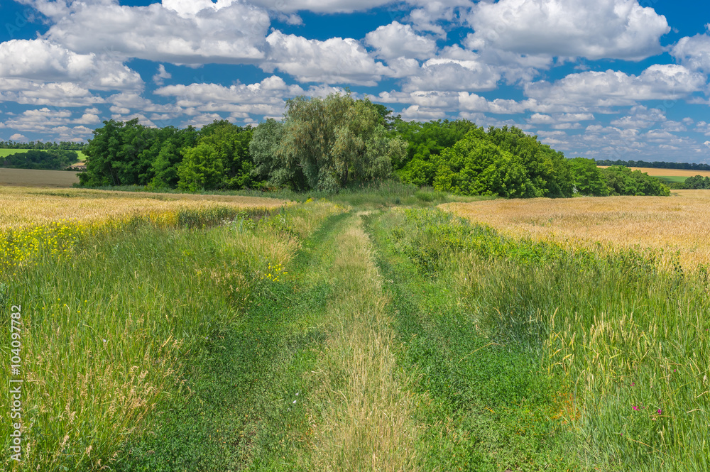 Fototapeta premium Ukrainian summer landscape with earth road between wheat fields