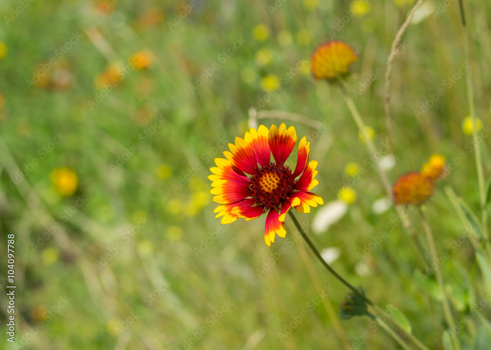 Wild field with Indian blanket flowers among native herbs at summer season in Ukraine Wild field with Indian blanket flowers among native herbs at summer season in Ukraine
