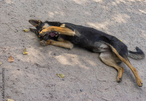 Young black stray dog having rest on a street surface being happy and embarrassing