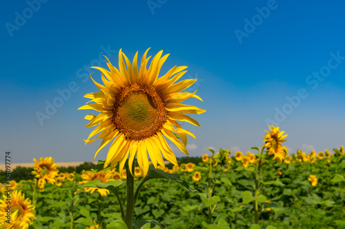 Agricultural field with beautiful sunflower at against blue sky at summer time in Ukraine