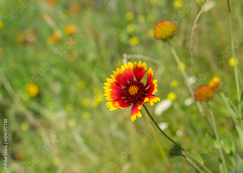 Wild field with Indian blanket flowers among native herbs at summer season in Ukraine