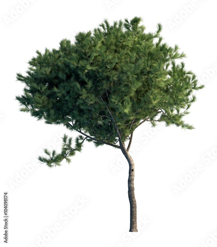 Pine tree isolated on white