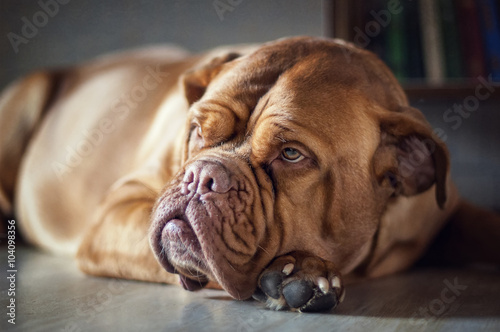Dog de Bordeaux / French mastiff photo