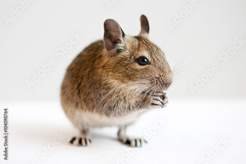 Obraz na płótnie degu w salonie
