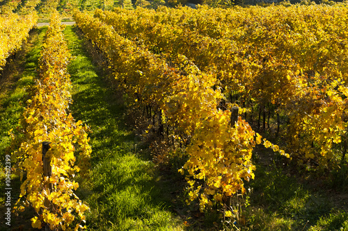 Vineyard plants landscape in Verona, Cavaion and Caprino photo