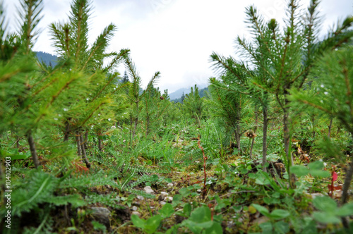 Fir tree nursery, young spruce growing