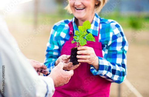 Close up of unrecognizable senior couple holding little seedling