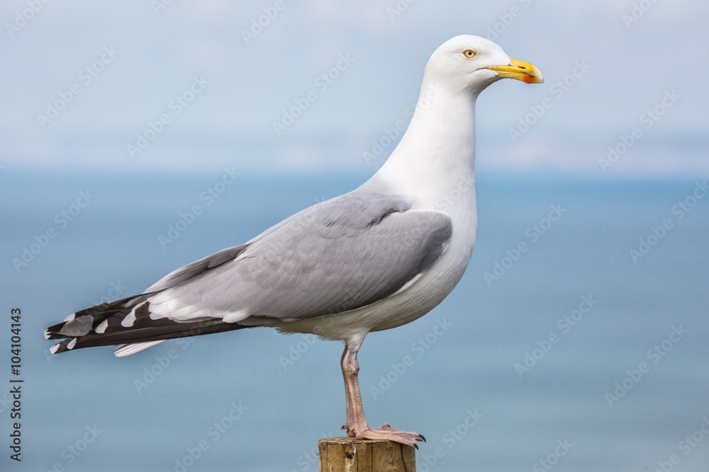 Fototapeta premium A seagull pearched on a post.