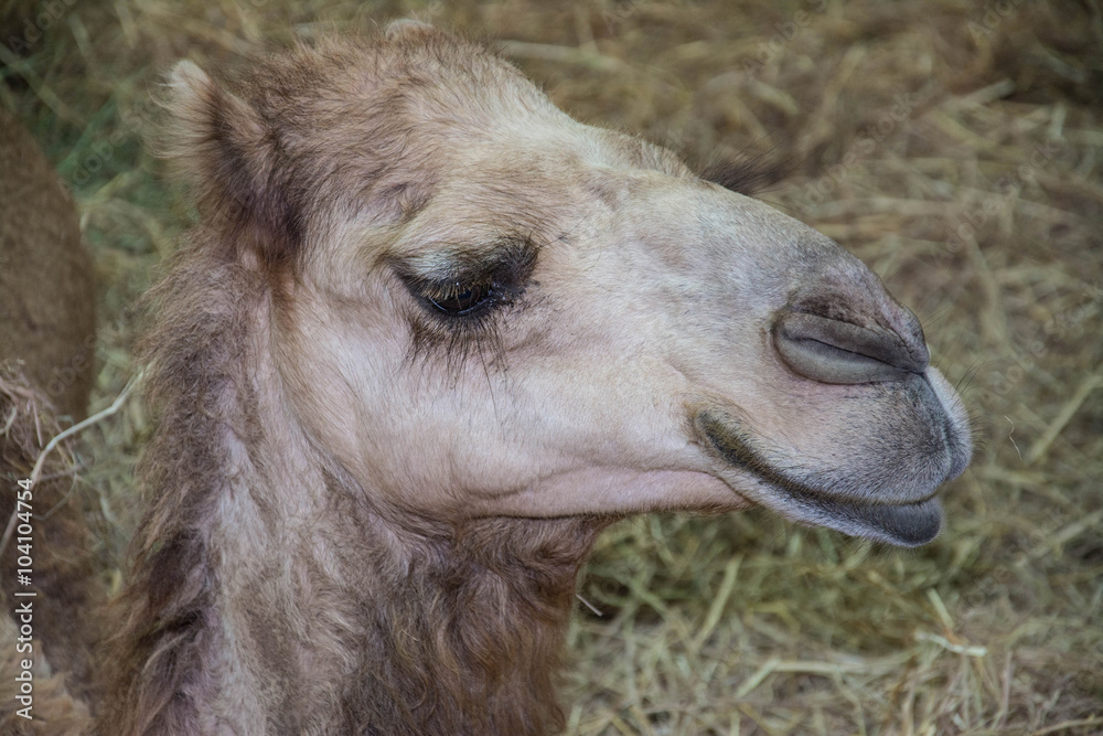 Fototapeta premium Camels in Arabia, wildlife