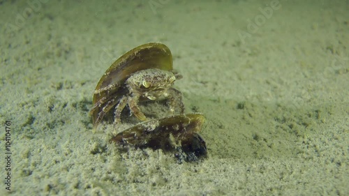 Grapsoid Crab in the empty shell of mussel on the muddy bottom.
 photo