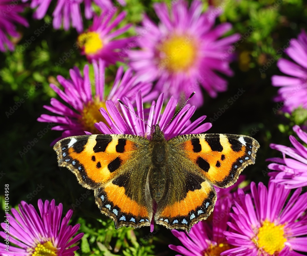 Summer Butterfly
